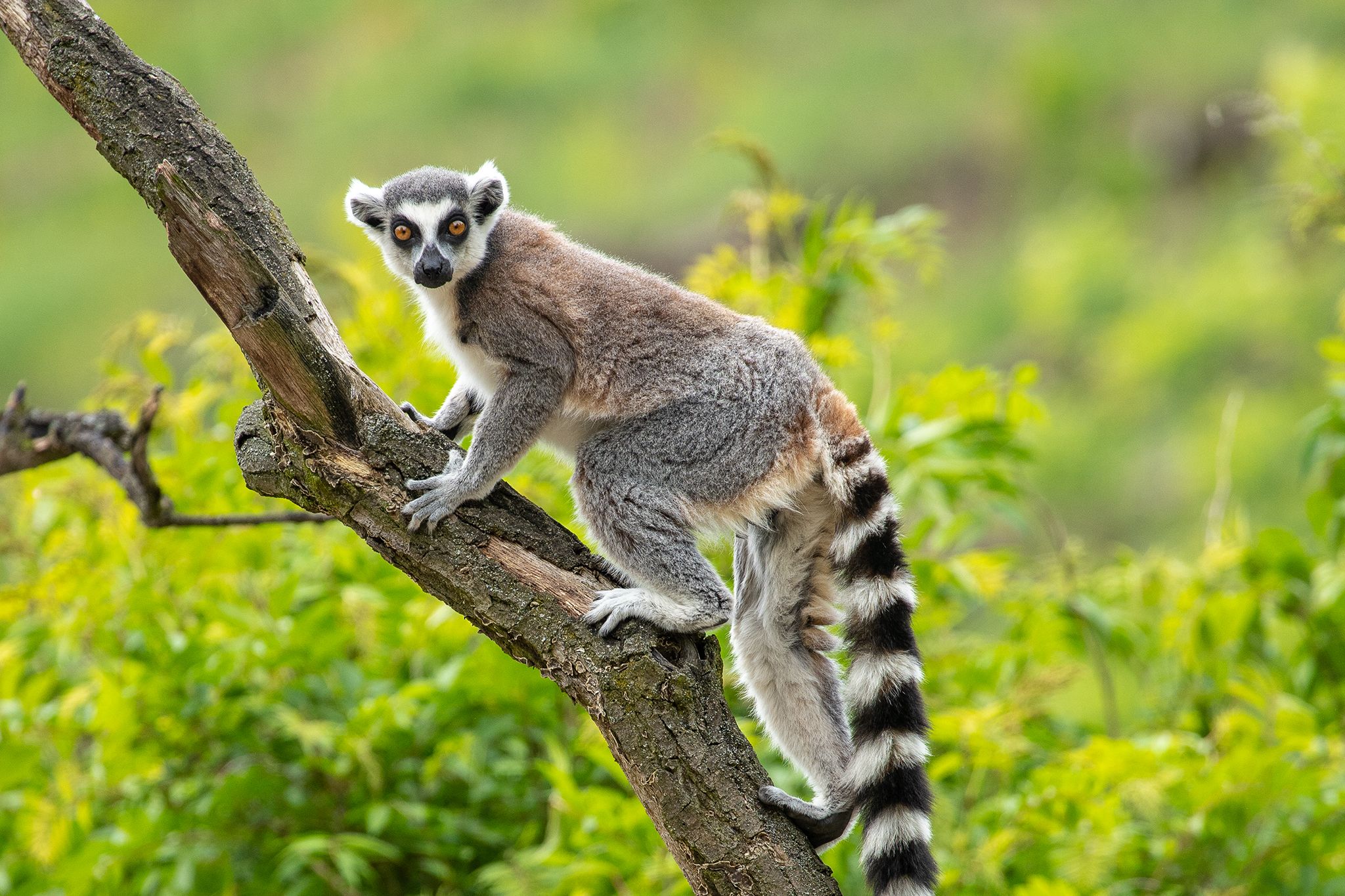 Lemur