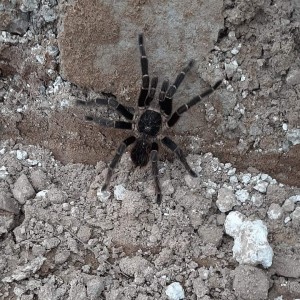 Aranha