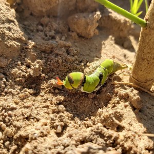 Pequena Lagarta 🐛