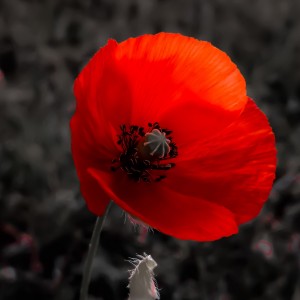 Lady in red