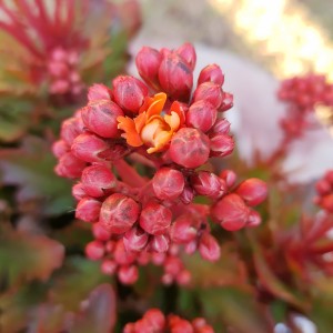 Calanchoe💜