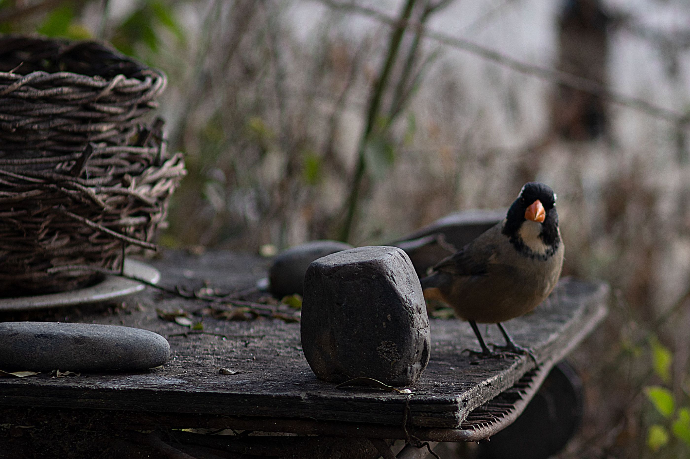 Pajaro en la Parrilla