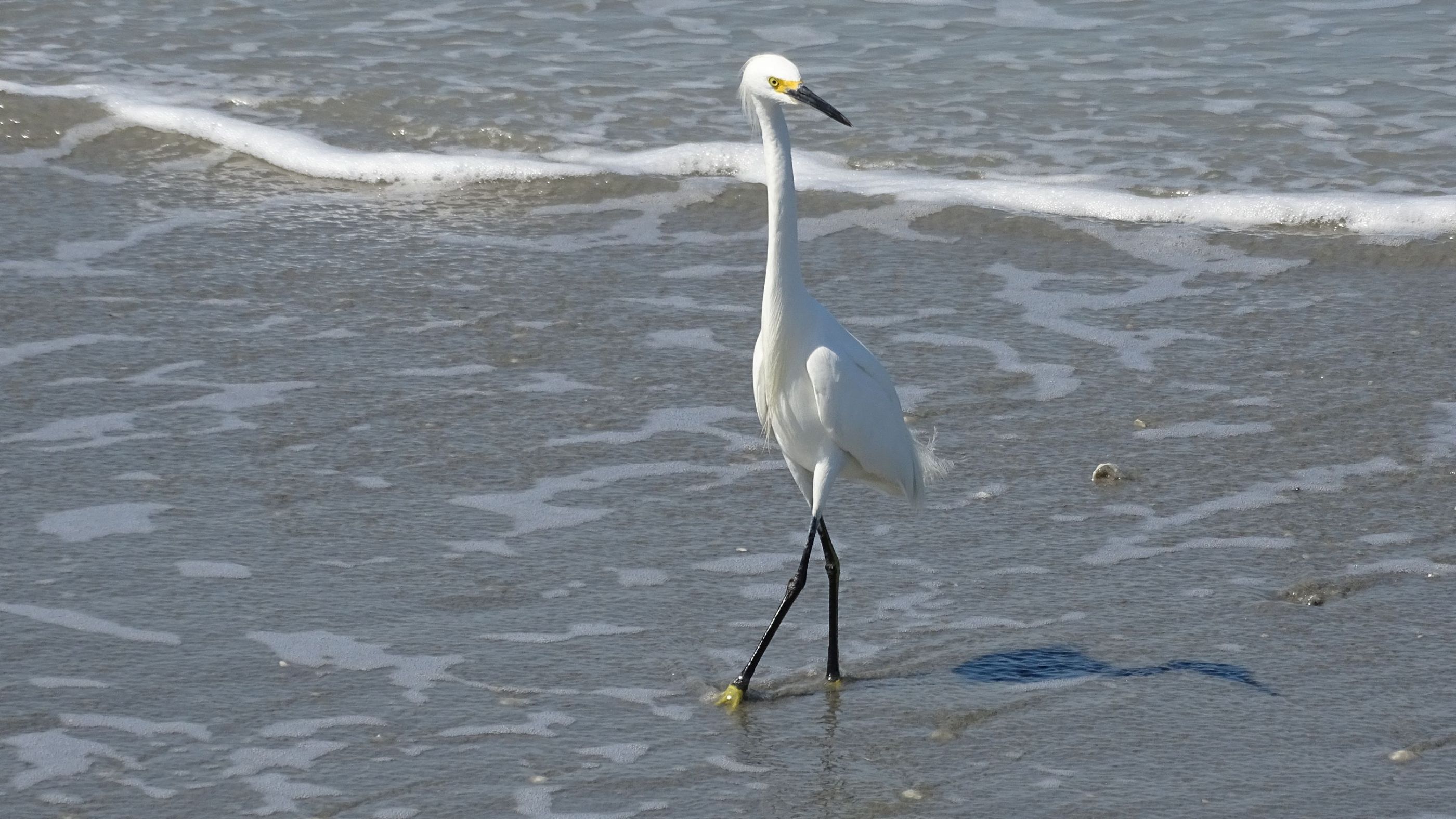 Garza Posando