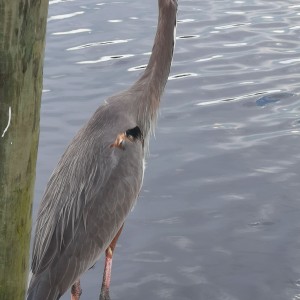 Heron