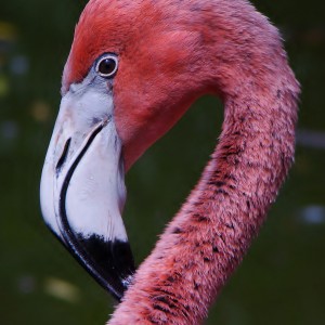 Plameńák ZOO Ostrava