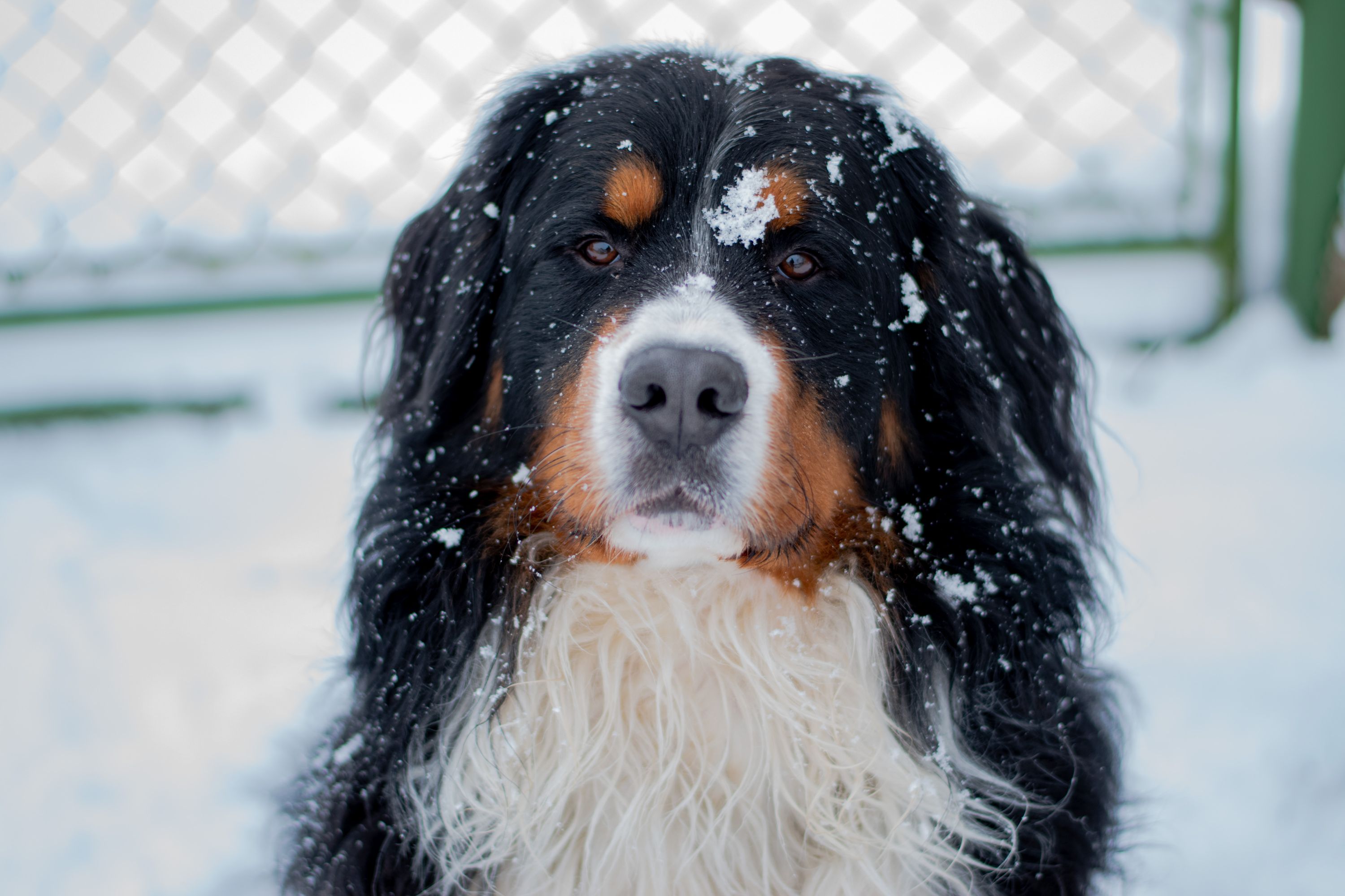 Úžasný Max a sníh