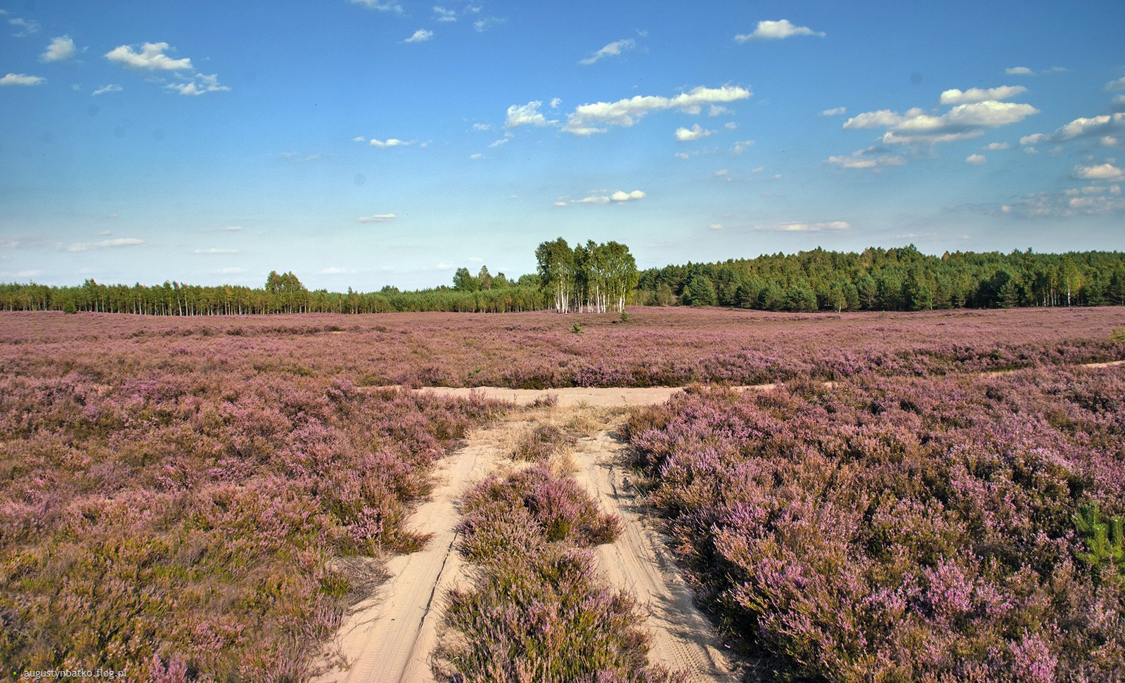 wrzosowiska-klominskie biabelskie-pustacie rezerwat-przyrody