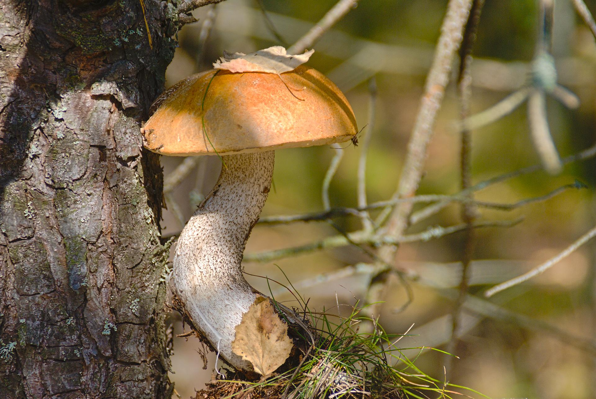 Leccinum versipelle