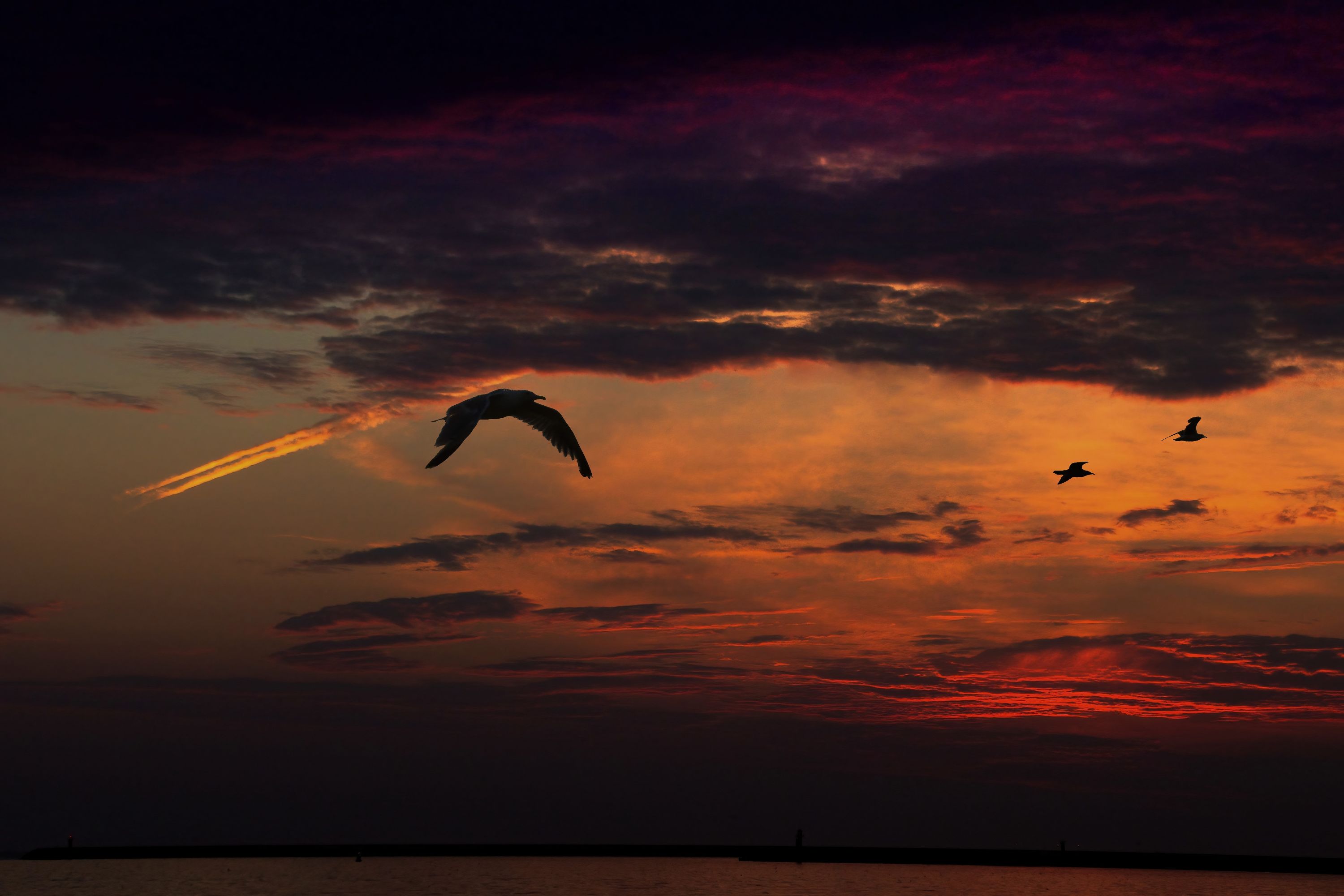 Sunrise with birds