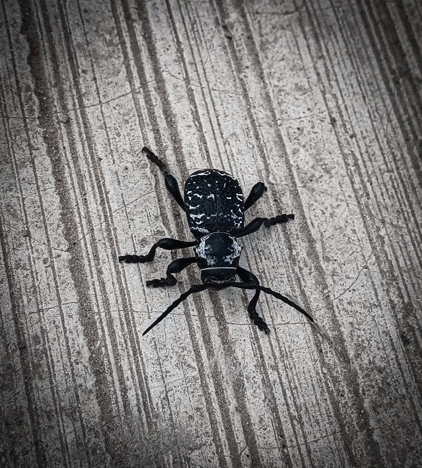 Escarabajo Venom