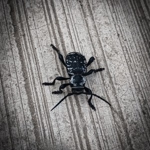 Escarabajo Venom
