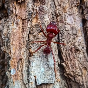 Hormiga roja