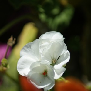 Una flor