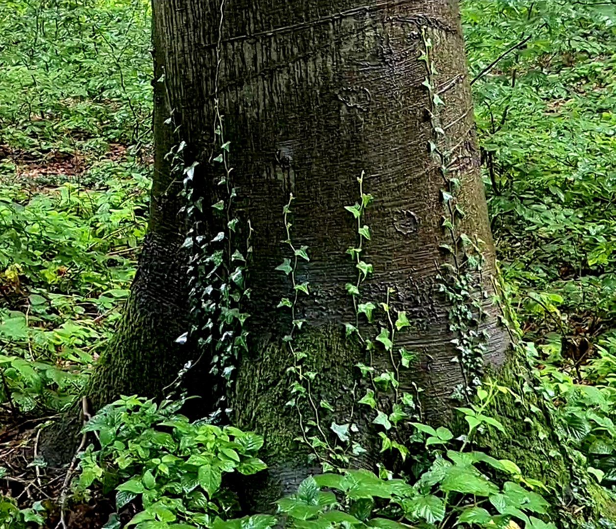 Efeu krallt sich den Baum