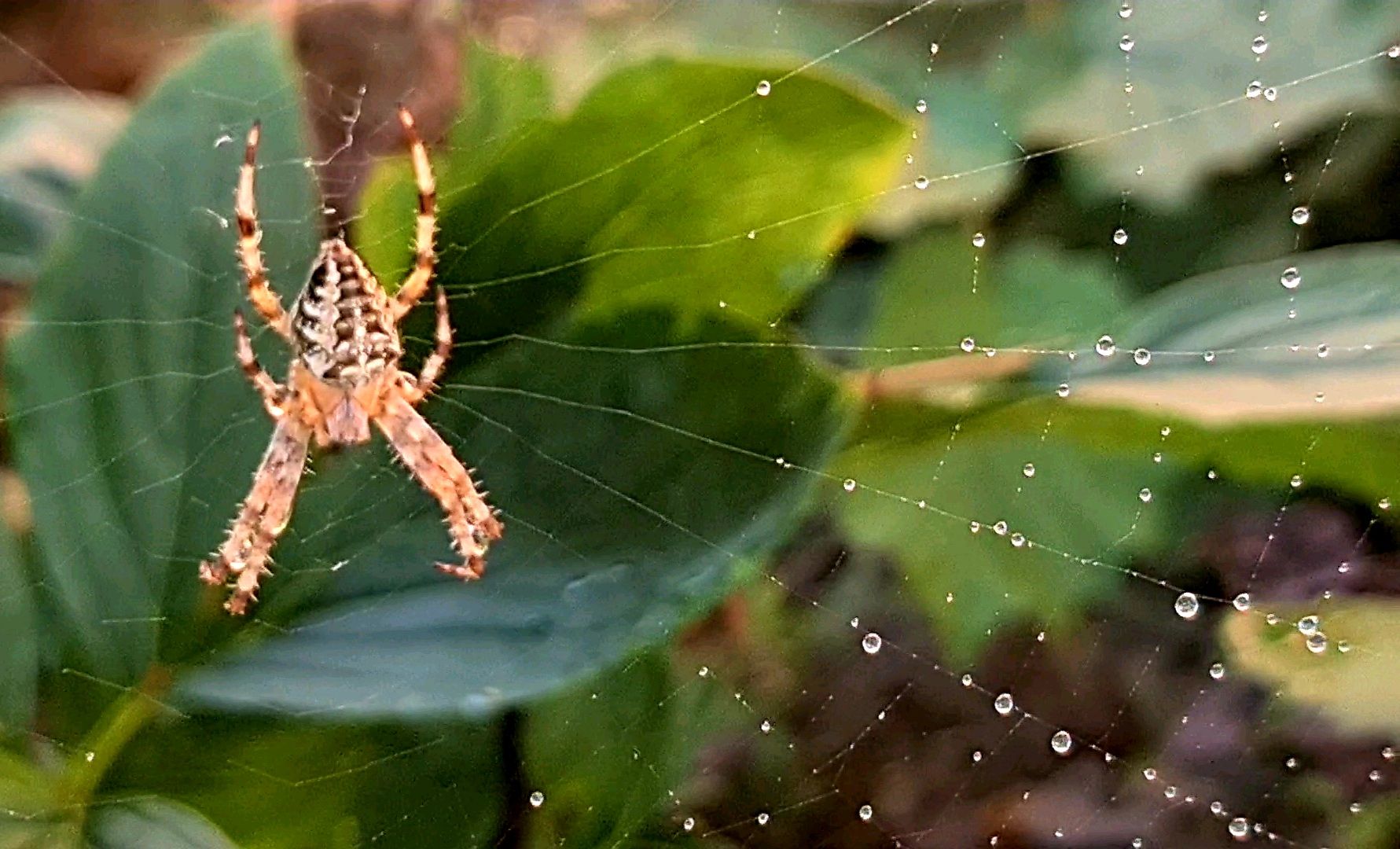 Spinne im Netz