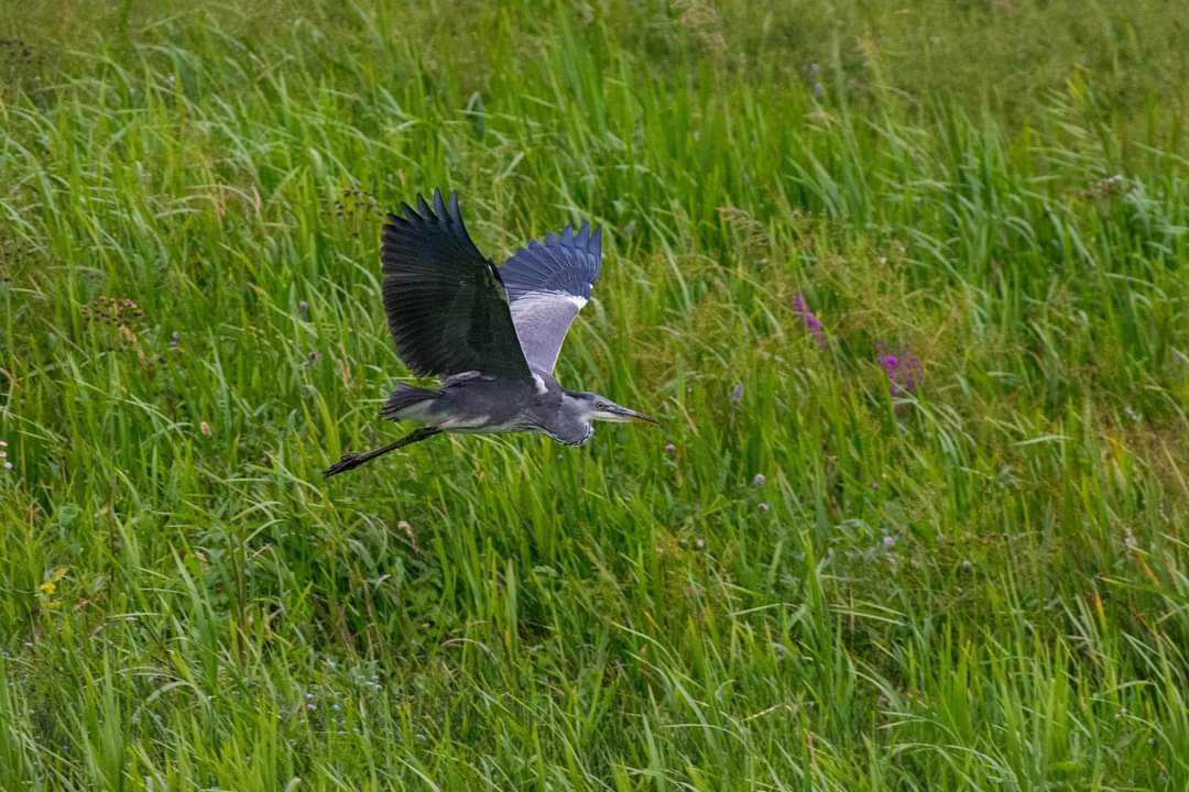 Grey Heron in flight