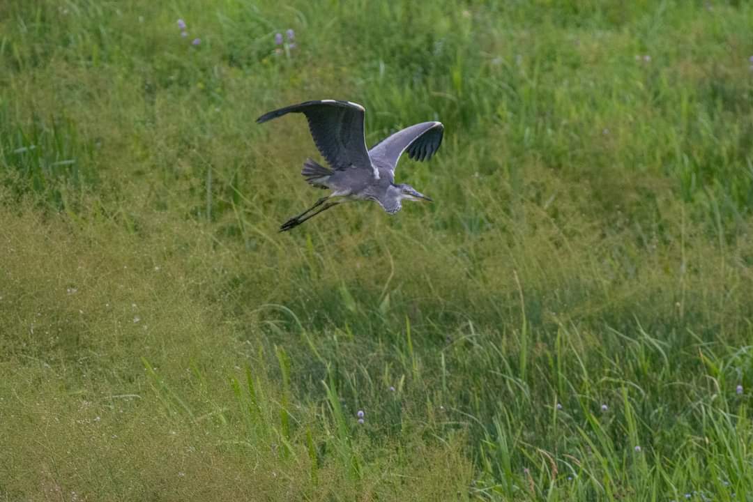 Grey heron