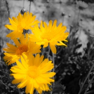 flores de campo