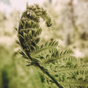 Fern