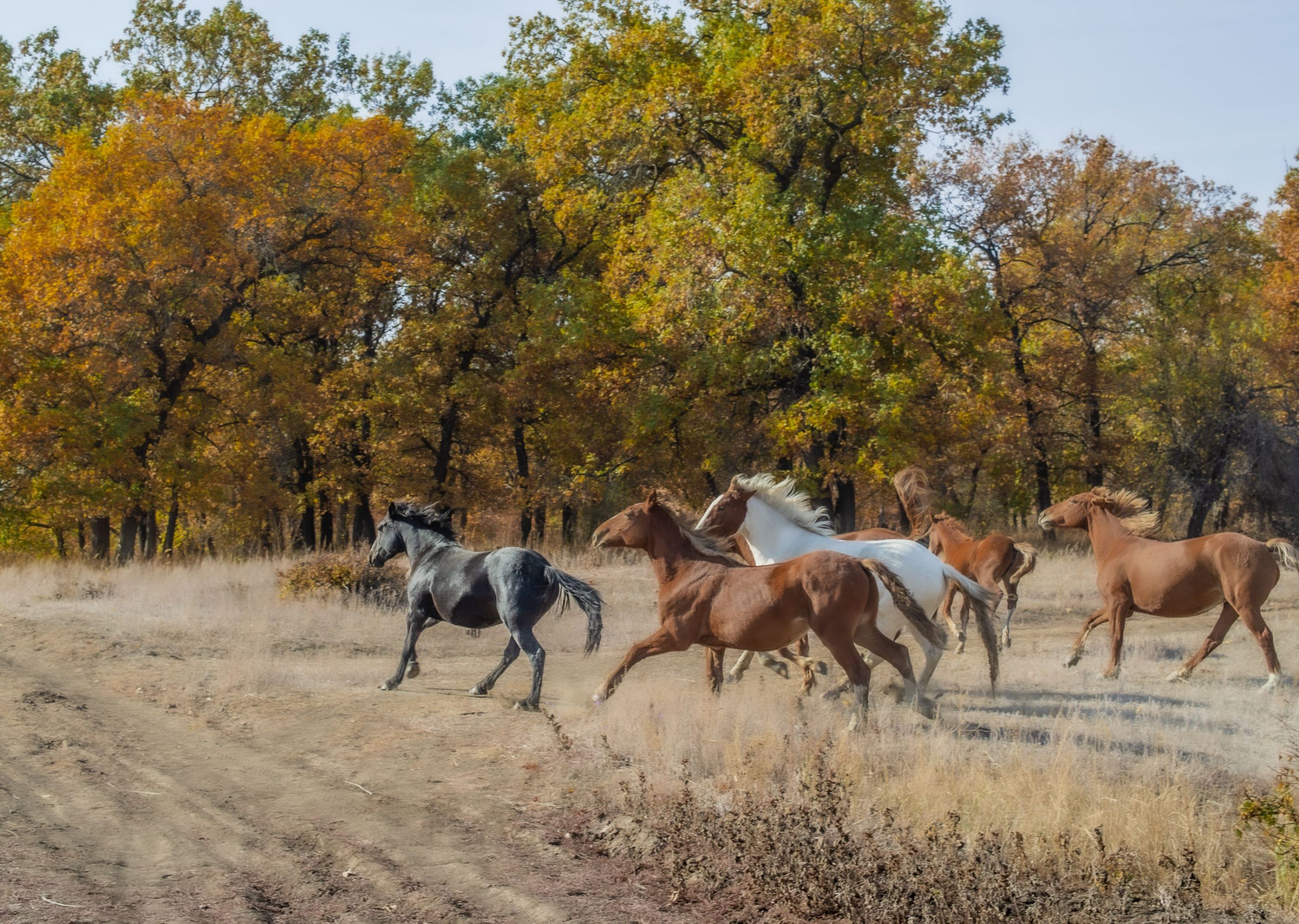 Horses