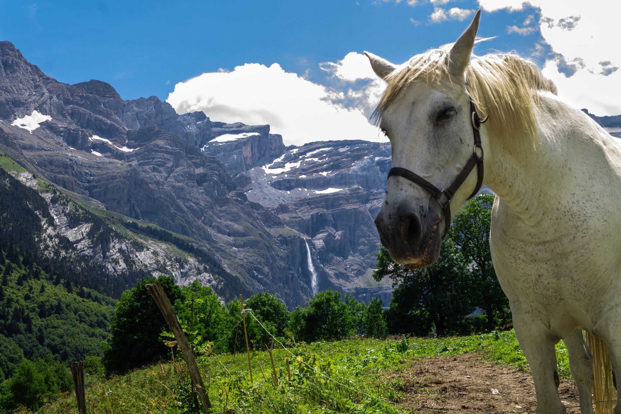 Waterfall and horse