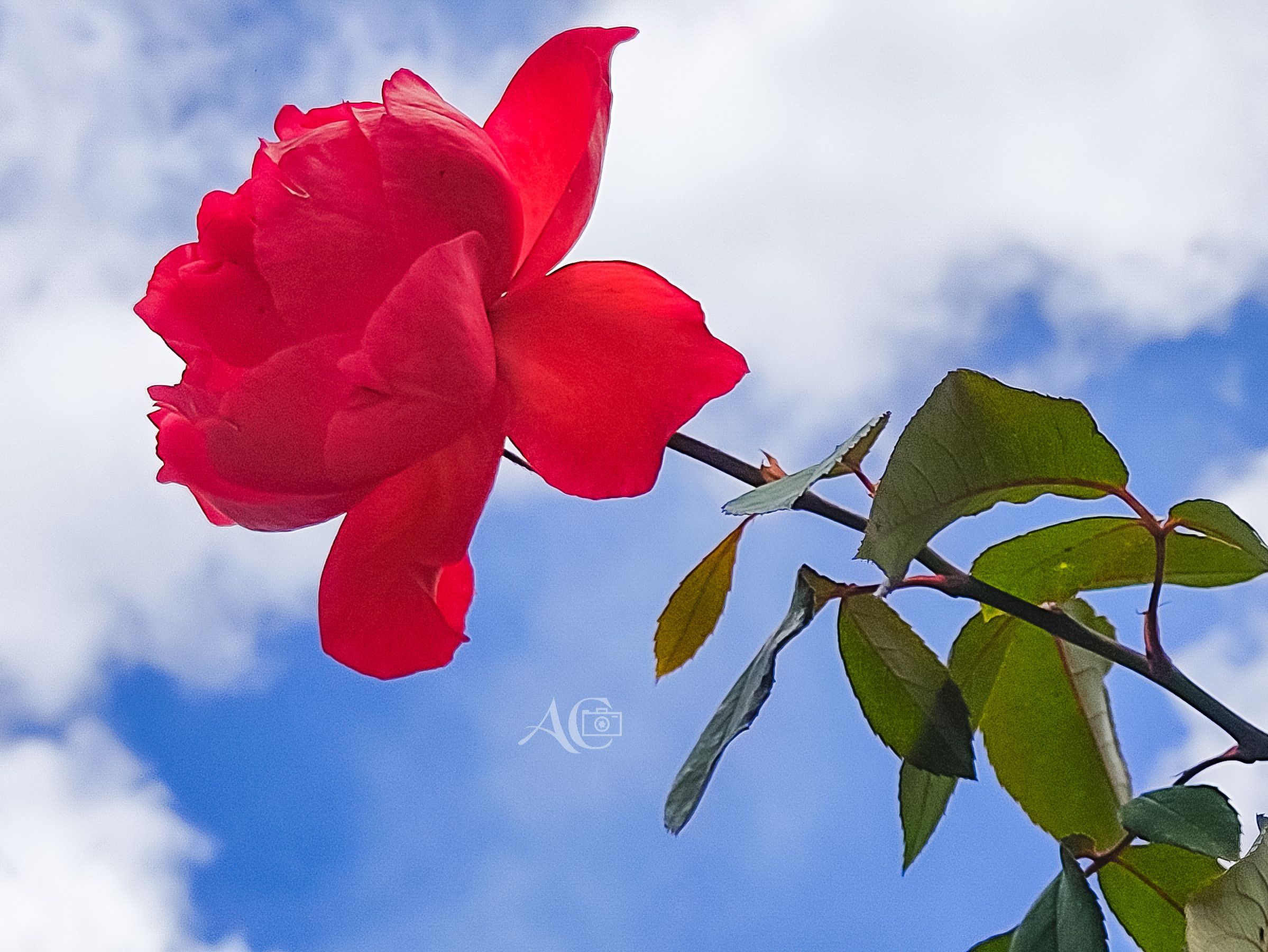 Rosa Medellinense