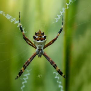 Araña Tigre