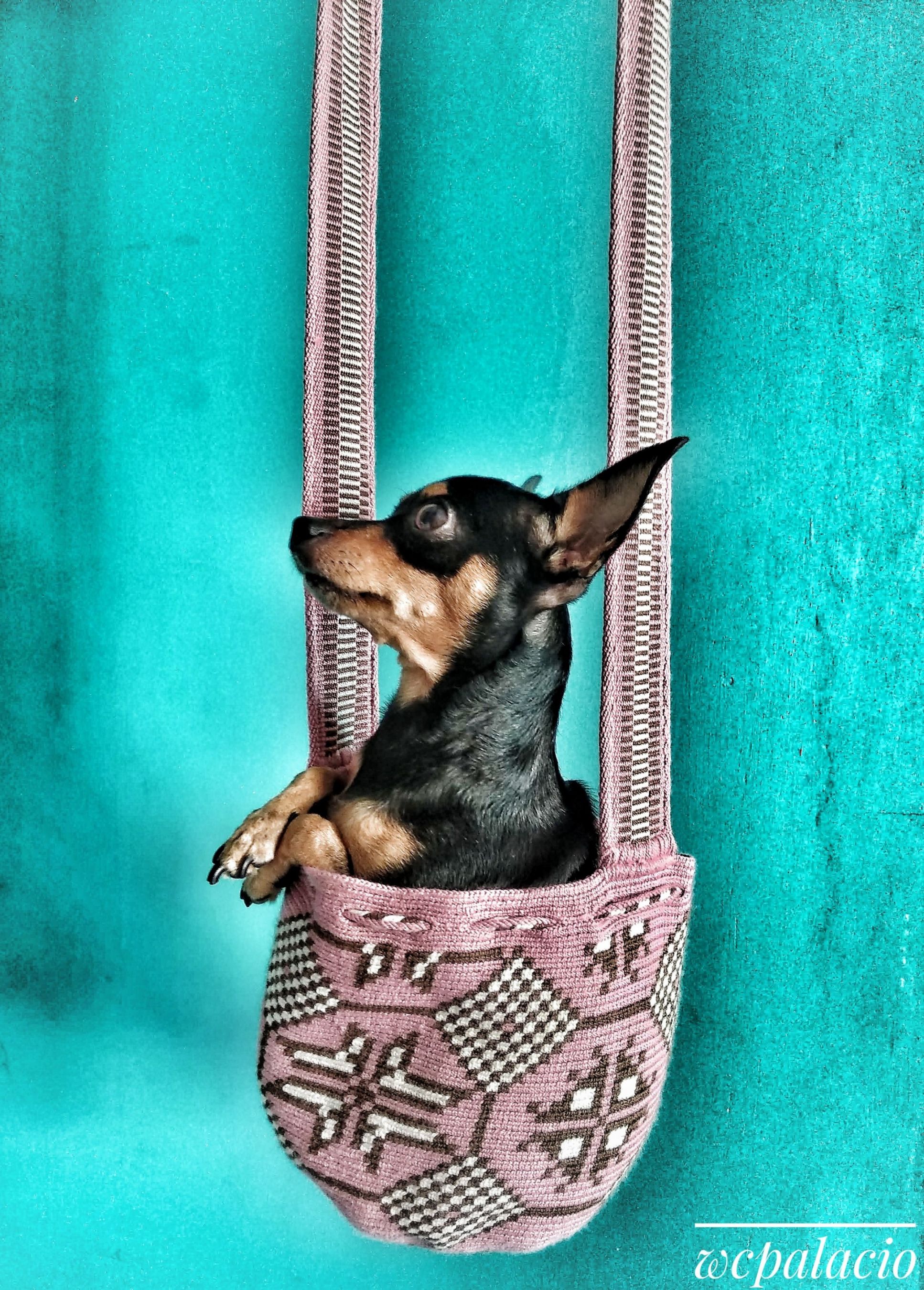 Perrita en una mochila Wayuu