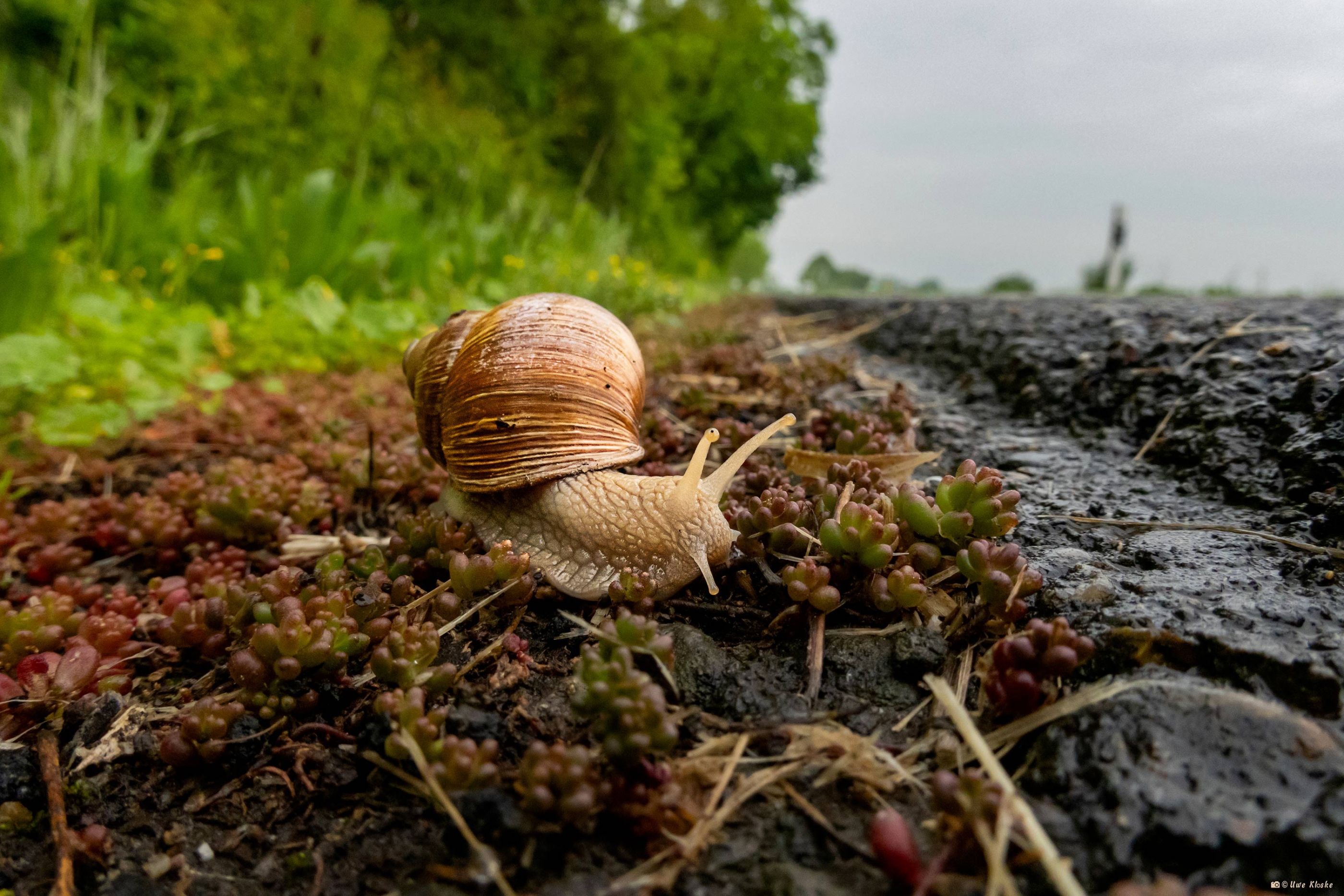 Schnecke 2