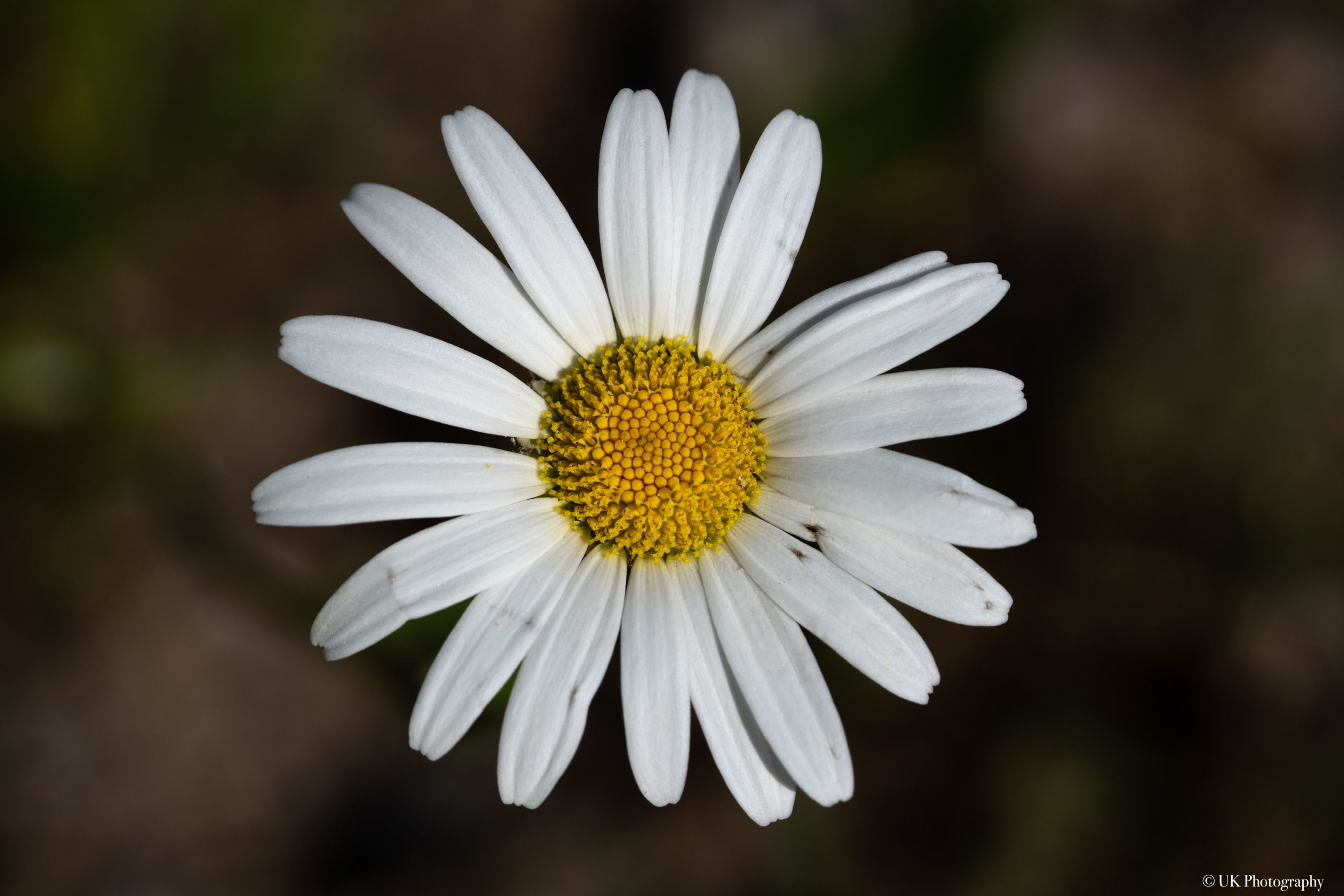 Gänseblümchen