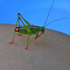 Grasshopper