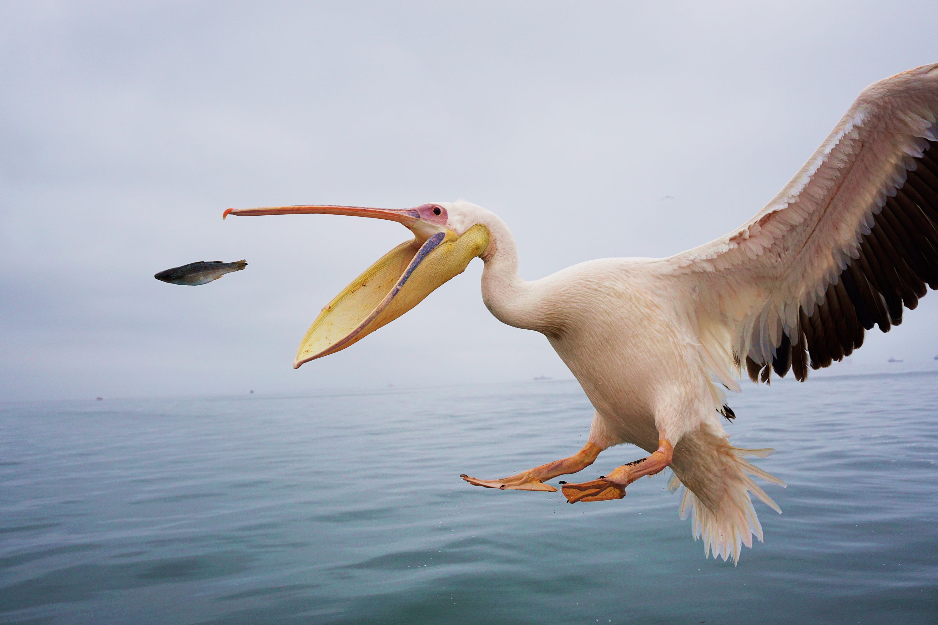 National Geographic Пеликаны